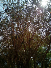 Charger l'image dans la galerie, Poudre de chebe brute