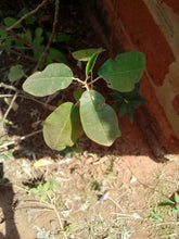 Charger l'image dans la galerie, Poudre de chebe brute